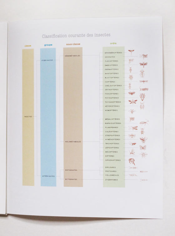 Tableau classification, maquette dictionnaire des insectes. © Florence Boudet