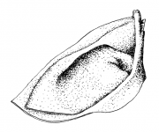 cappelletti_3