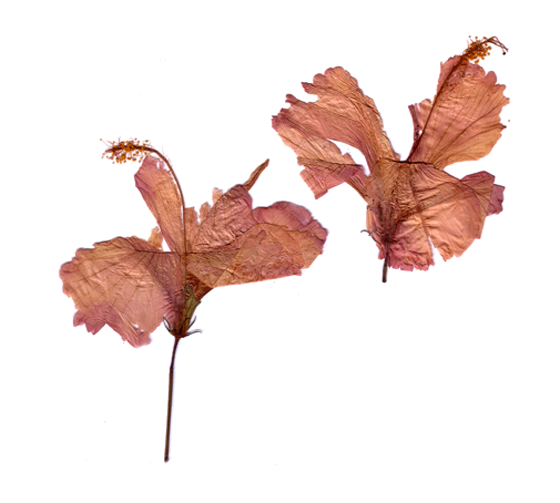 FLO-FLO - Florence Boudet - ocean - pacific - polynesia - tahiti - friend - dried flower - hibiscus - letter