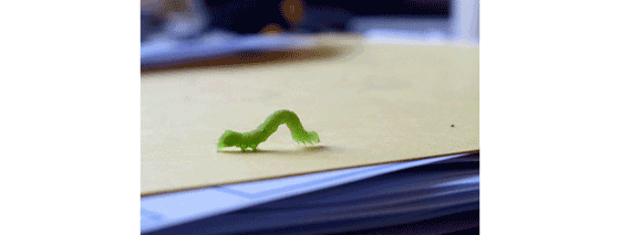 inchworm2 Florence Boudet - FLO-FLO - insect - inchworm - green - worm - paper - animation - gif animated