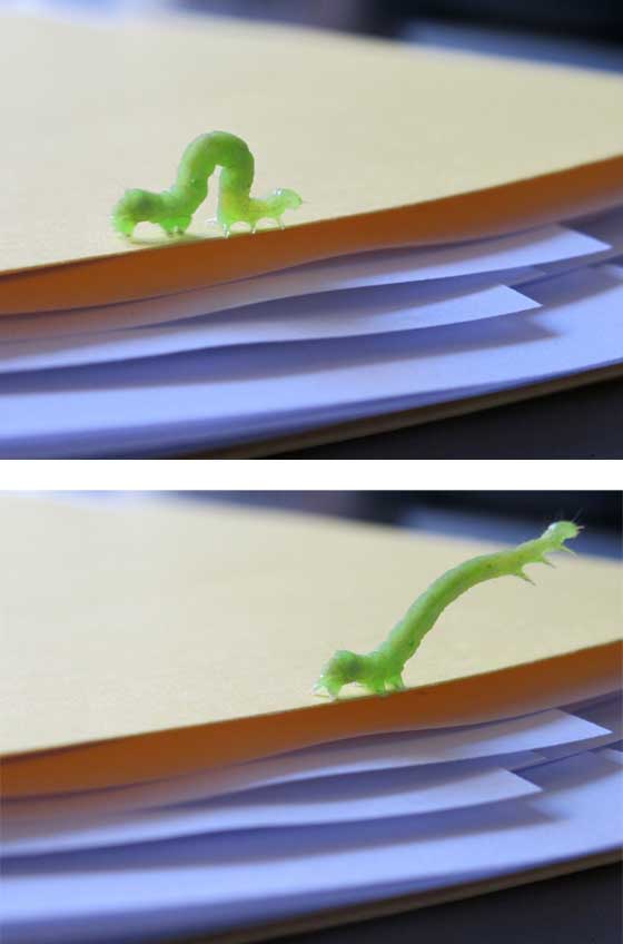 small_visitor Florence Boudet - FLO-FLO - insect - inchworm - green - worm - paper