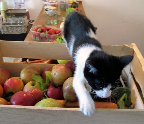 delta_biopack Florence Boudet - FLO-FLO - cat - kitten - female - cute - tuxedo cat - mask and mantle cat - bicolor - fruit case - smelling - vegetable - curious