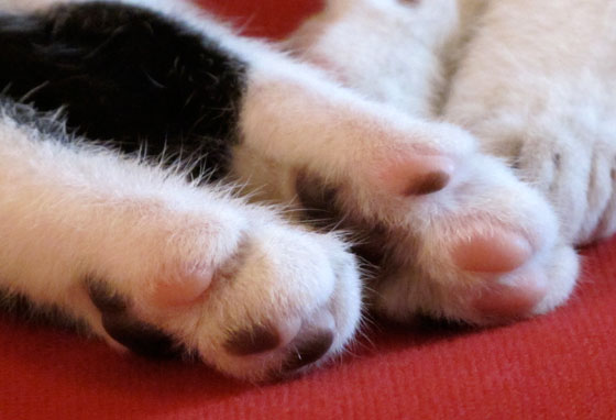 delta_polpastrelli Florence Boudet - FLO-FLO - cat - kitten - female - cute - tuxedo cat - mask and mantle cat - bicolor - paws - bicolor pads - sheer cuteness
