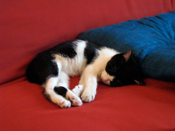 deltina_1 Florence boudet - FLO-FLO - cat - kitten - female - cute - tuxedo cat - mask and mantle cat - bicolor - sleeping